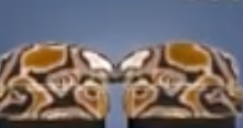 Moth